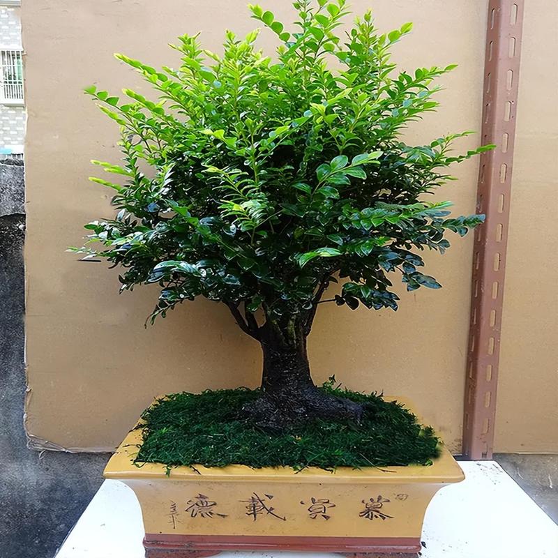 如何形容小叶紫檀