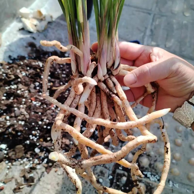 给兰花换盆是用什么土,能用养多肉的土养兰花吗