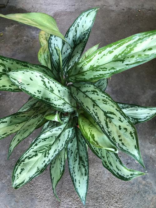 银皇后会开花吗