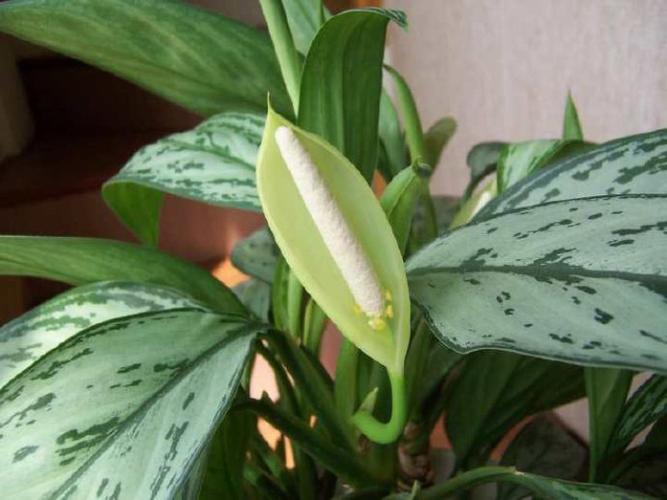 银皇后会开花吗?