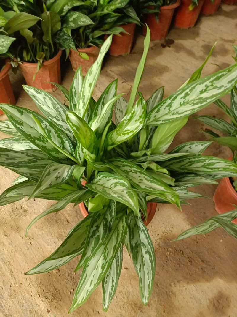 银皇后开花吗