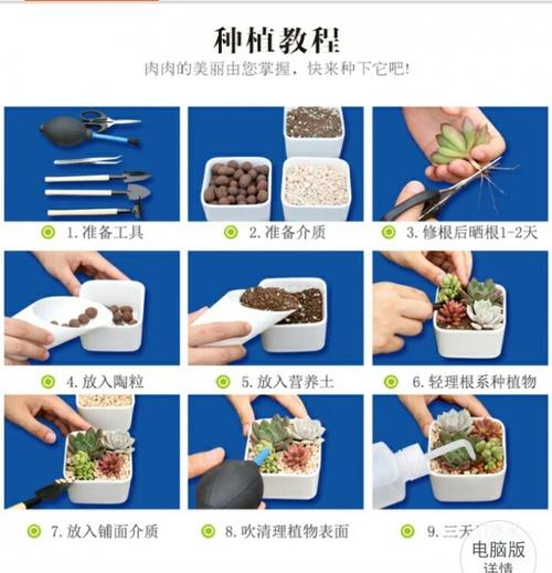 多肉的种植方法和注意事项