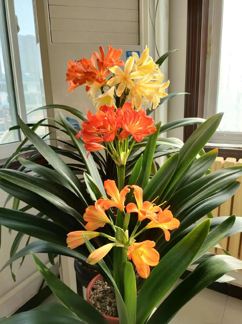 君子兰养几年才开花，君子兰养几年才开花结果