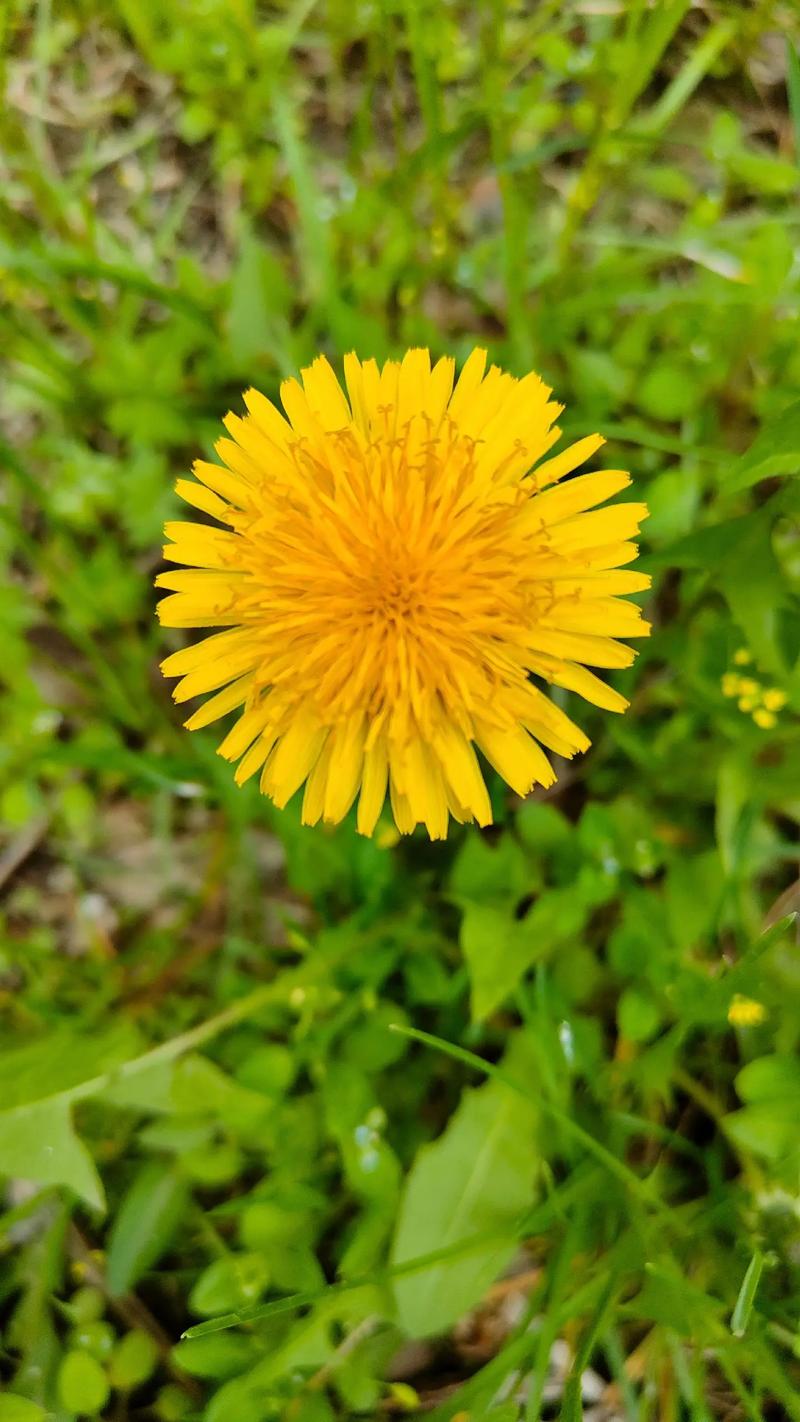 蒲公英什么时候开花,开花季节是几月份