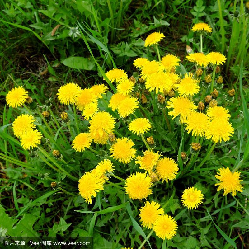 蒲公英在什么季节开花,春天有吗?