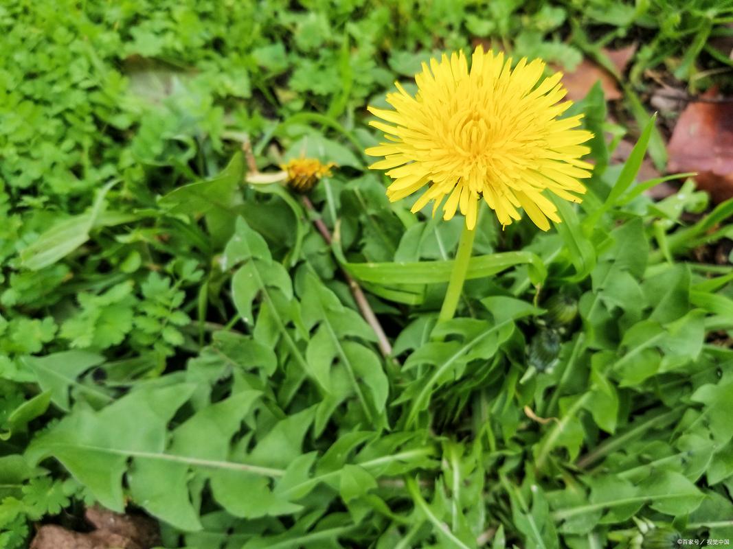 蒲公英是哪个季节