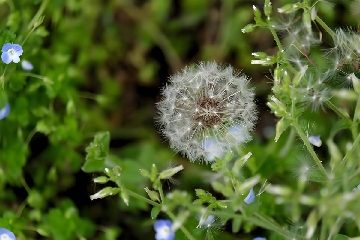 蒲公英在什么季节开放