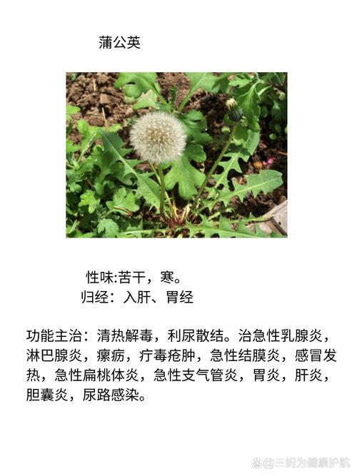 蒲公英有几种和图片