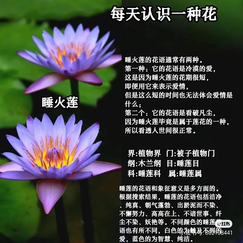 睡莲的传说？睡莲传说的小说有哪些？