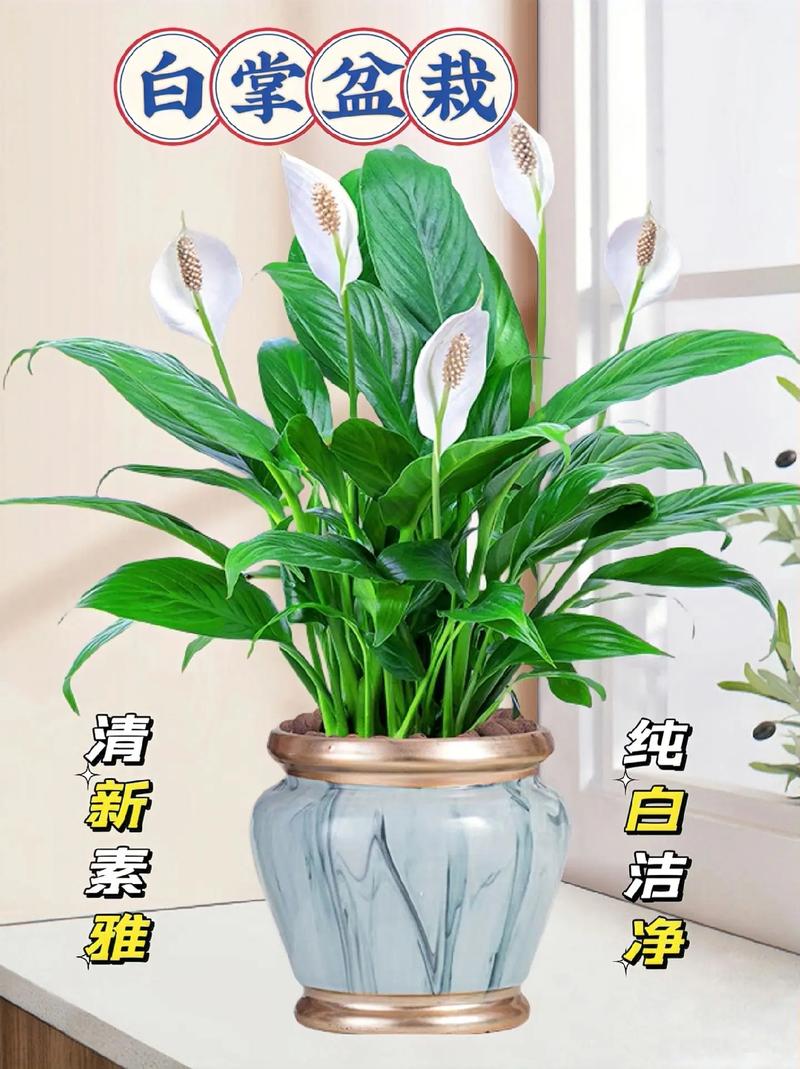一帆风顺有毒吗，植物一帆风顺有毒吗？
