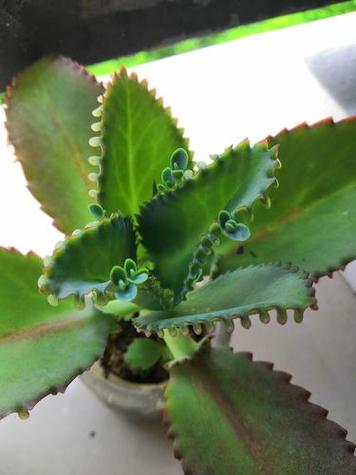 落地生根秋天怎么养，落地生根秋天能种植吗？