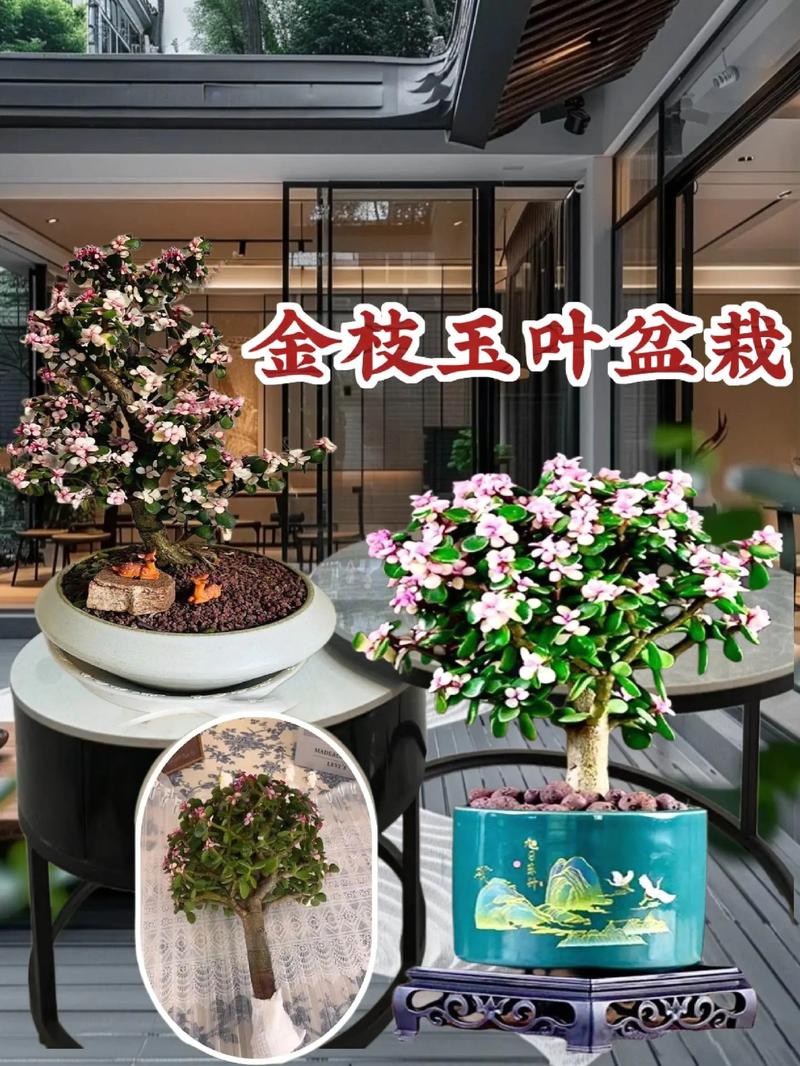新买的金三叶怎么养?