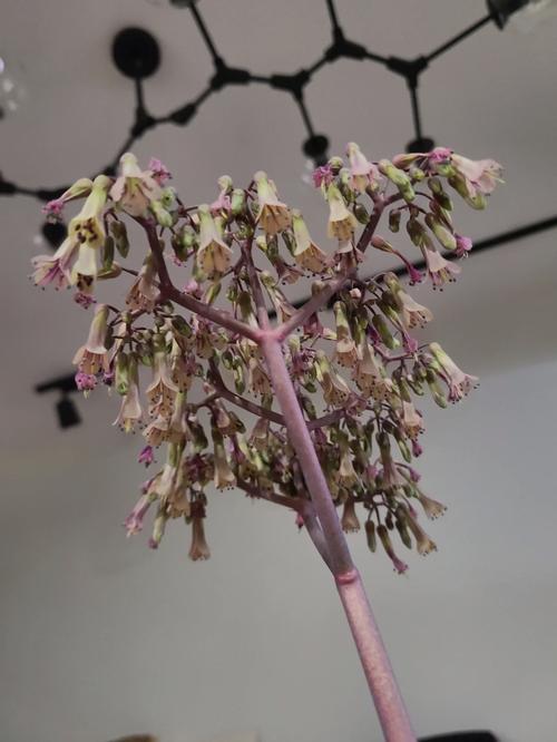 秋天这9种花卉落地就能生根
