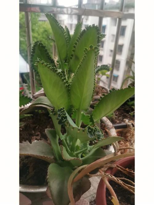 落地生根怎么养殖出状态好看