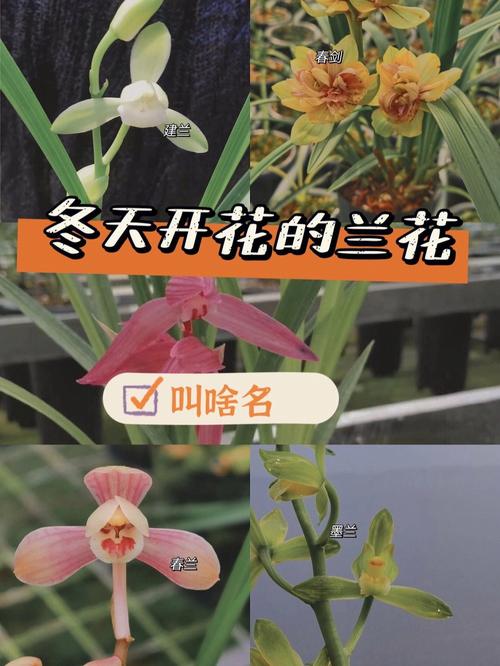 兰花什么时候开花？大将军兰花什么时候开花？