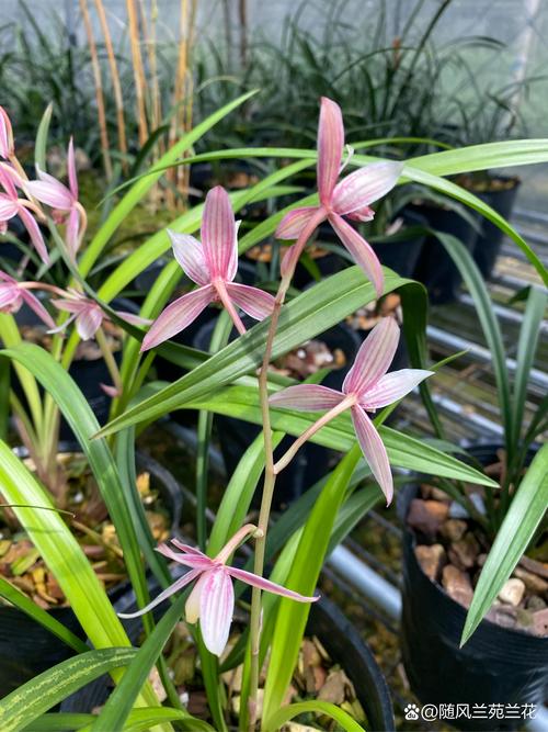 兰花什么季节开花