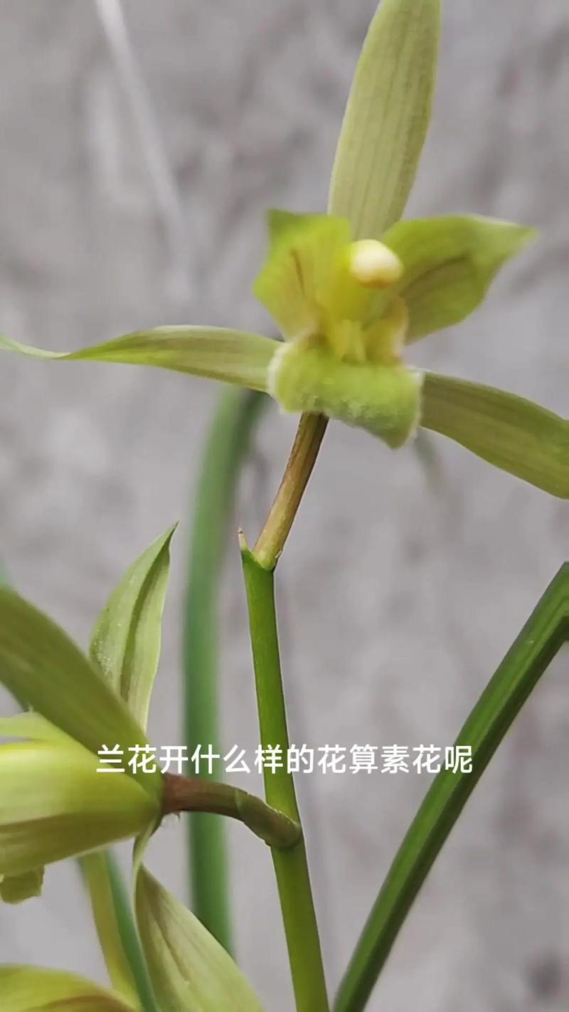 兰花什么时候开?