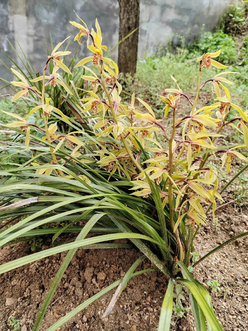 野生兰花什么时候开花