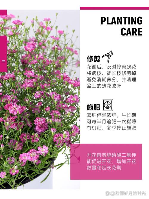 吉普赛满天星的养殖方法和注意事项(满天星怎么养才不会枯萎)