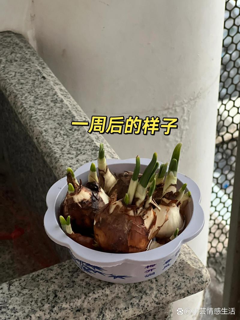 水仙的养护方法,水仙的养殖方法和禁忌