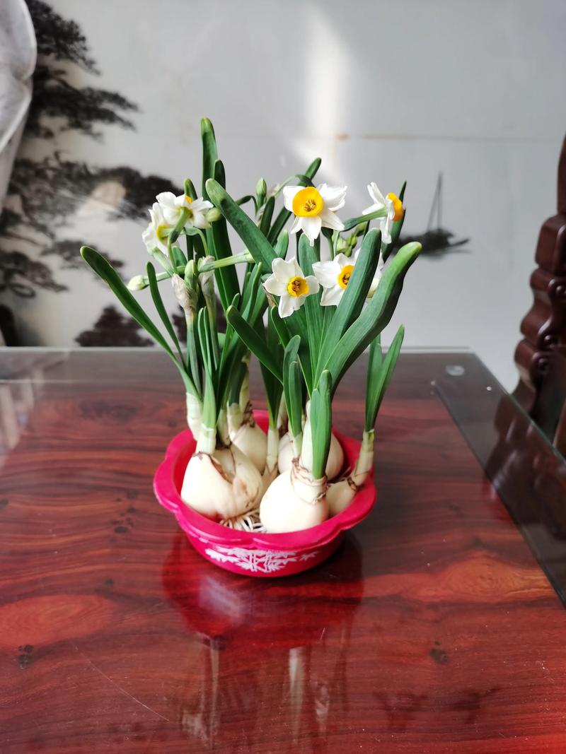 冬季栽培水仙的禁忌