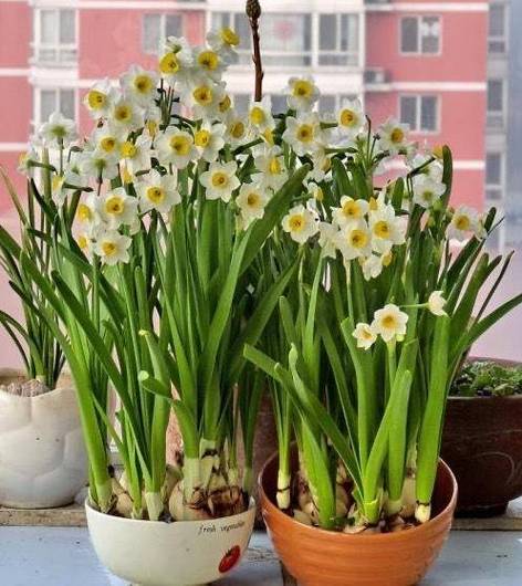 水仙花有毒吗养殖水仙花有什么禁忌吗