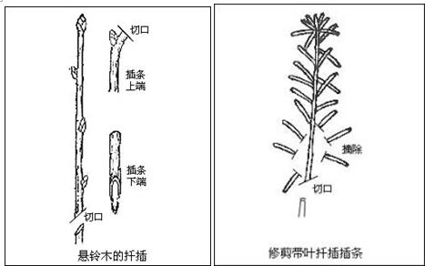 亚蜡木繁殖方法？哑光白蜡木？