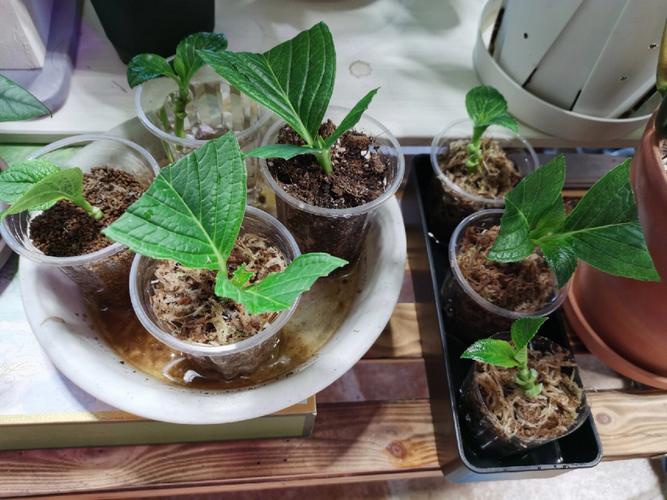 花卉繁殖方法的实验