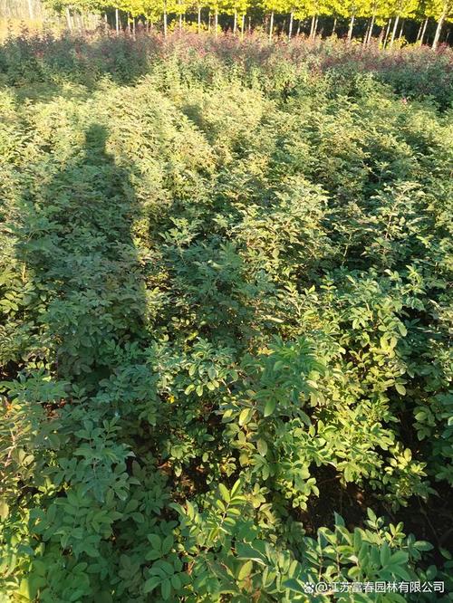 种植玫瑰花的土壤应该是碱性土壤还是酸性土壤?