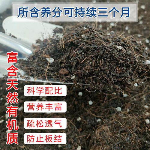 种玫瑰花用什么土比较好