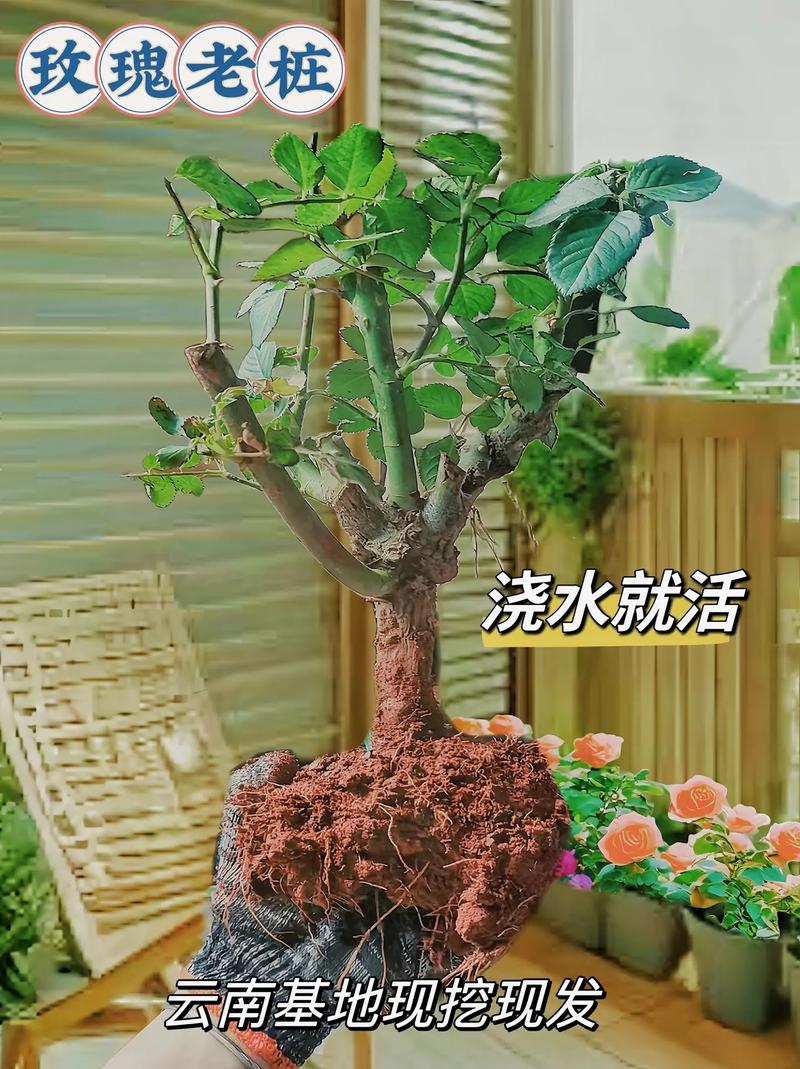 玫瑰花需要什么土壤种植,土壤如何消毒