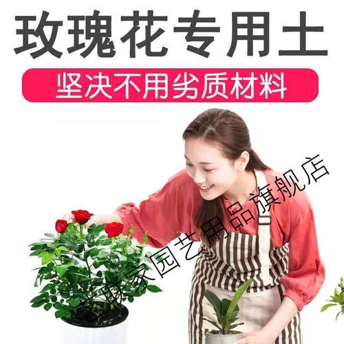 种玫瑰花用什么土壤