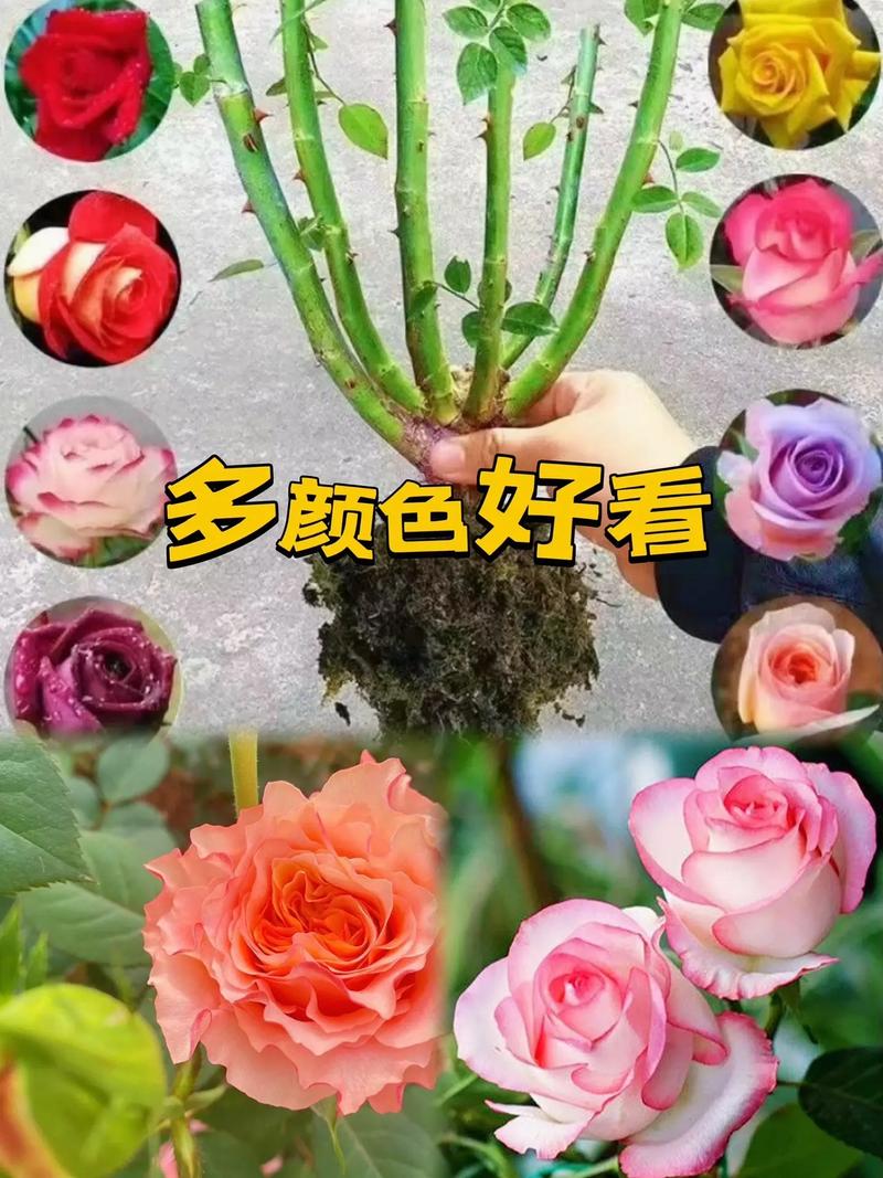 栽玫瑰花适合什么土壤