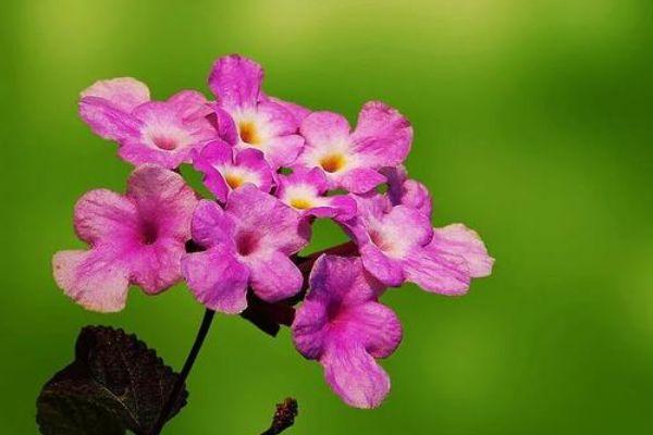 香水草:为人所喜欢的“恋爱之木”