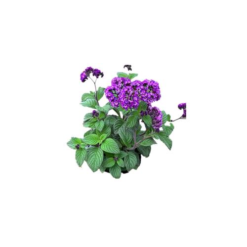 香水草为什么叫香水草