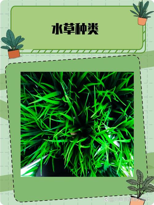 水草有什么作用?