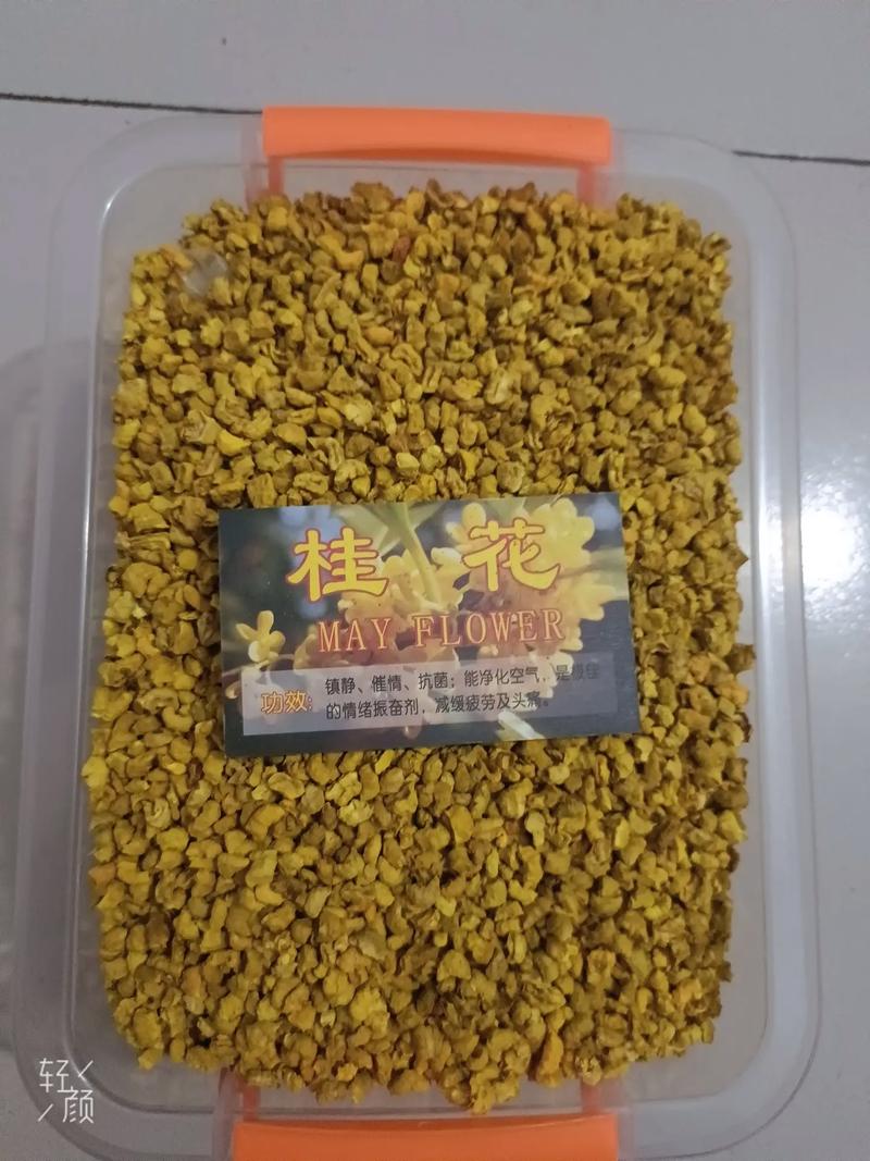 香水草有什么作用?香水草作用大揭秘!