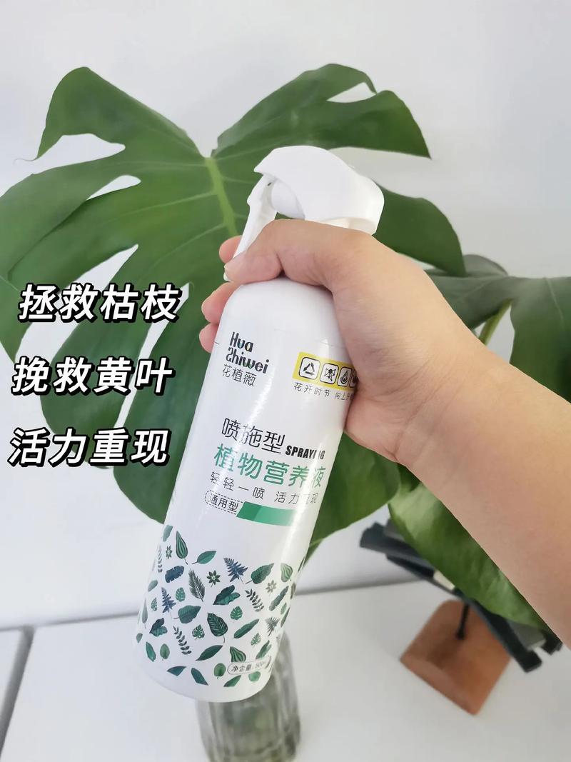 盆栽朱蕉怎么养护,盆栽朱蕉的养护方法(图)