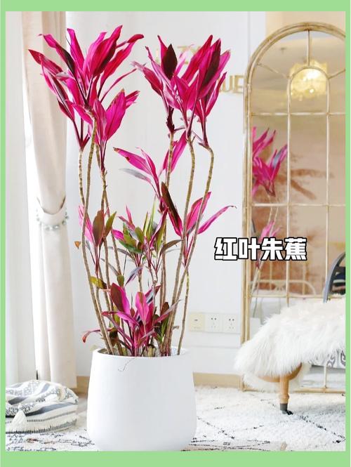 红叶朱蕉的养殖方法和注意事项