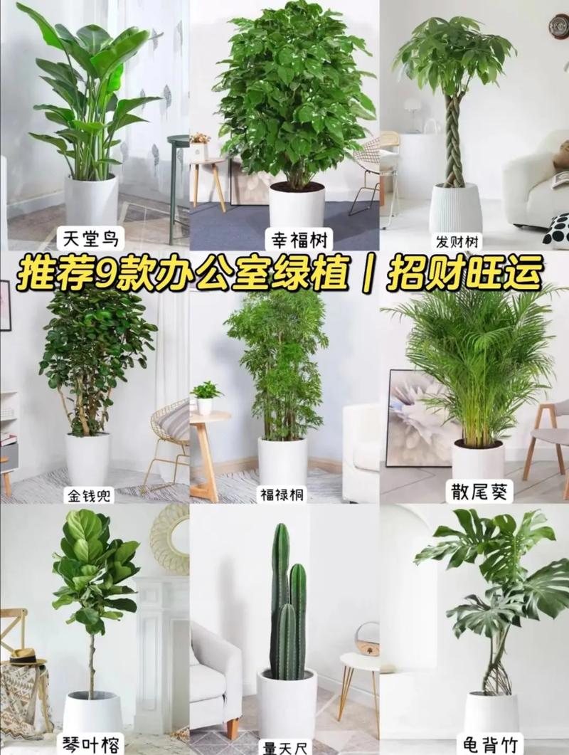 最适合在办公室养的10种绿植，最适合在办公室养的植物