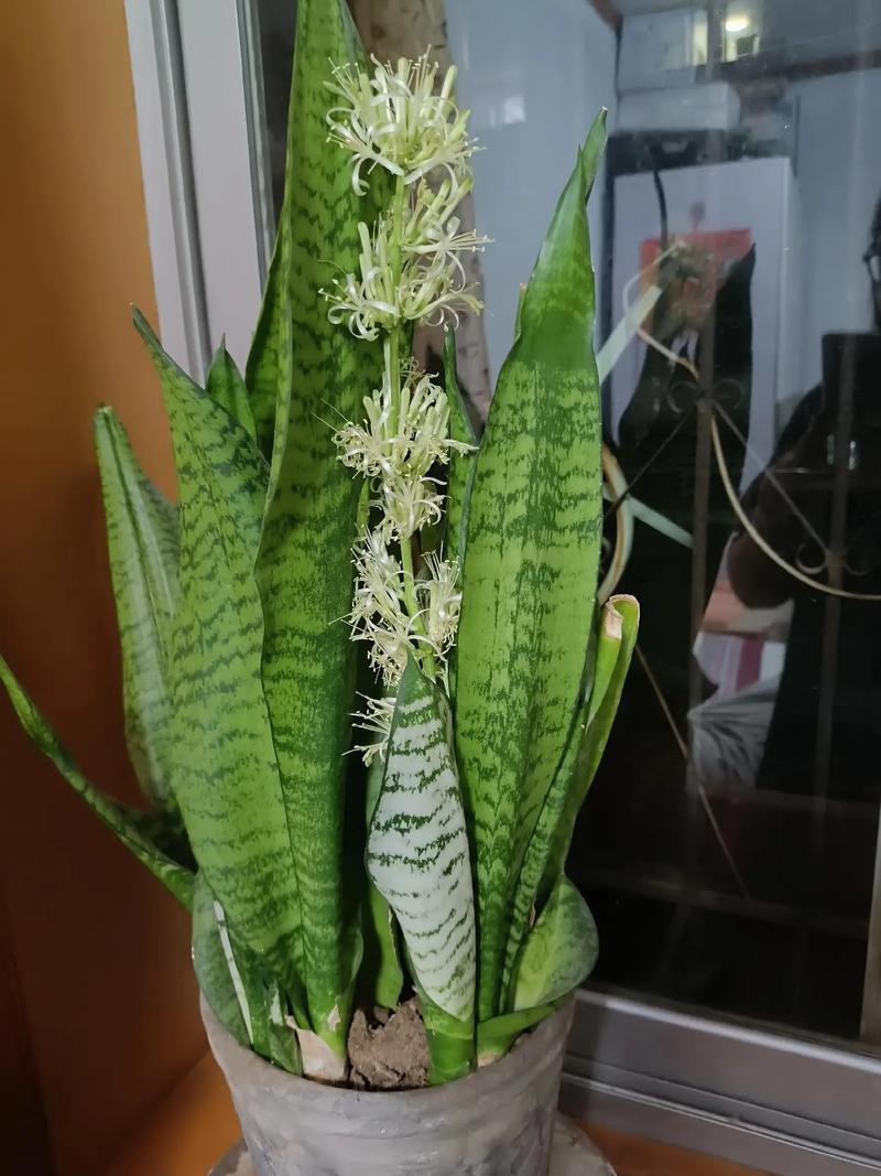 令箭开花是什么兆头，令箭开花后怎样修剪