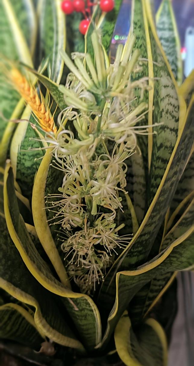 虎皮兰开花了有什么寓意