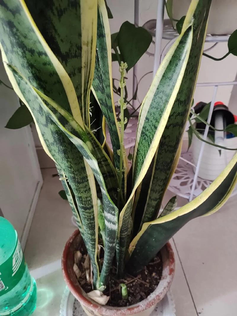 虎皮兰开花的寓意,生旺发财,阖家富贵