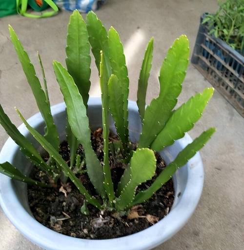 箭花盛开的预兆是什么?