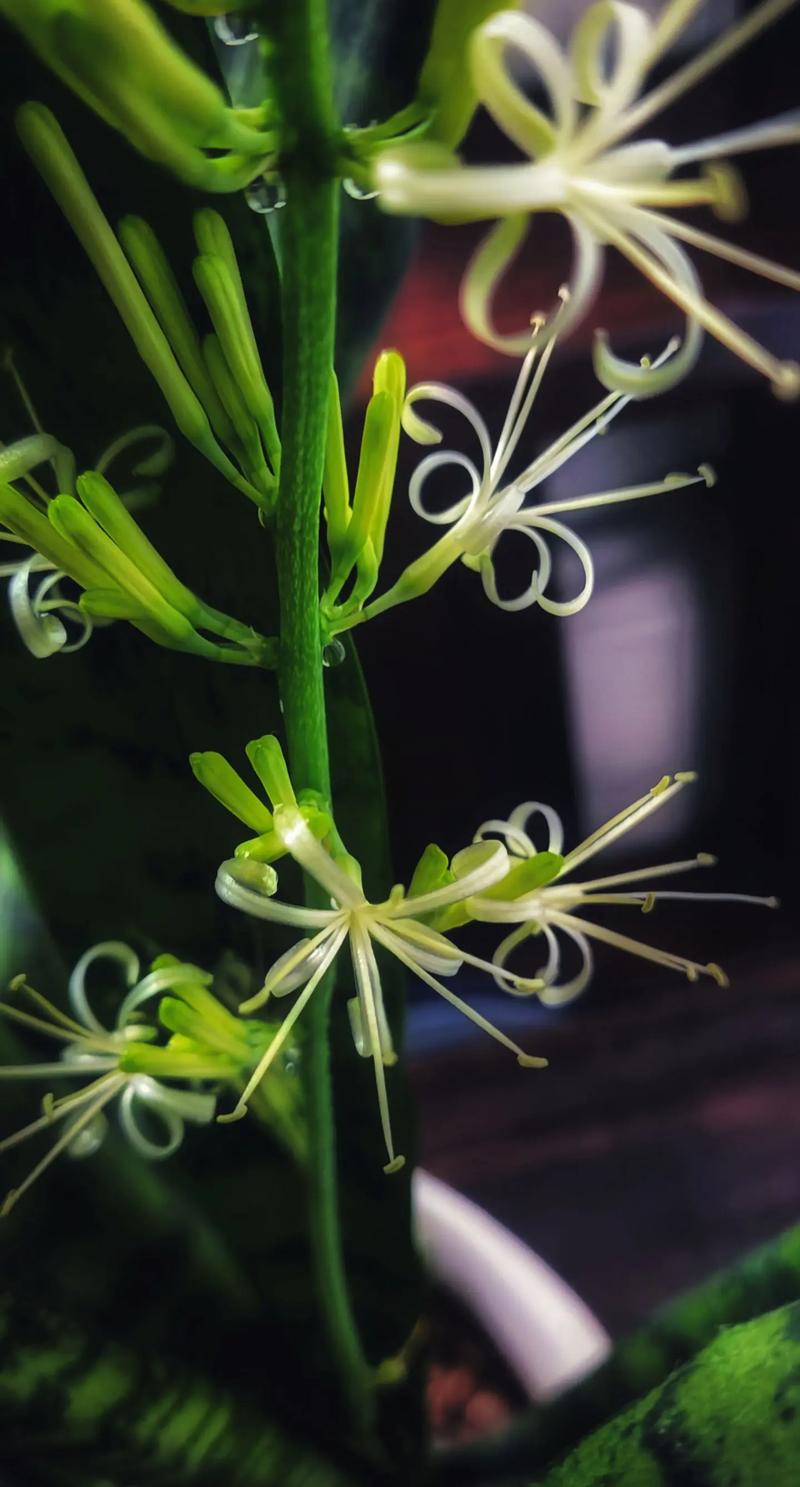 虎皮兰开花寓意什么