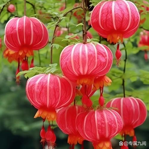 7种“洋气花”,酷似大灯笼,玲琅满目开满枝,满满中国风