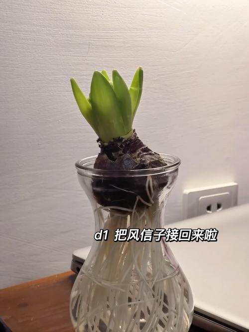 风信子水养开花杆子过长,往下倒怎么办