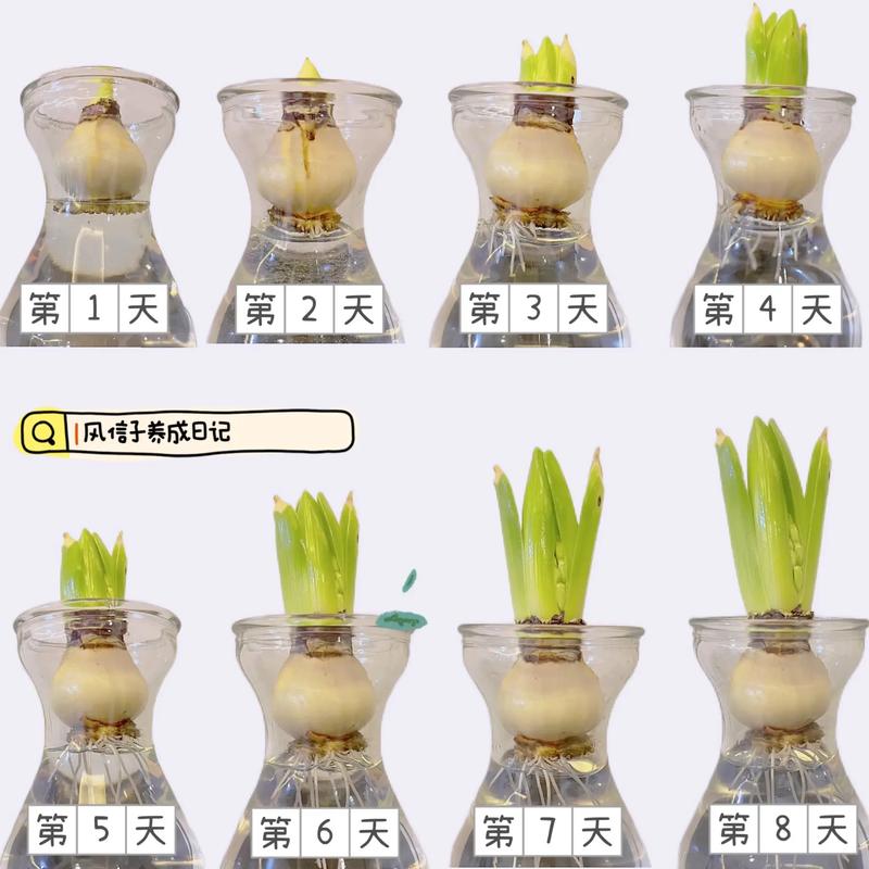 风信子长太高什么原因