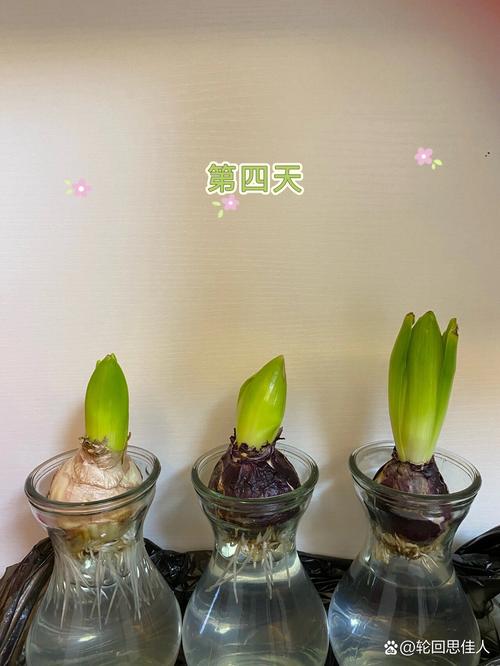 怎么让风信子长得快,长太高怎么处理