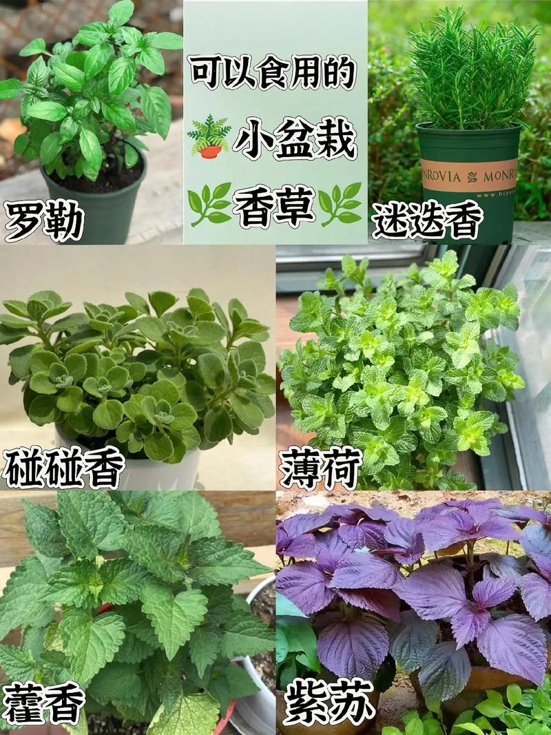 香草是什么植物